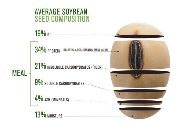 Thumbnail image for Soybean Facts